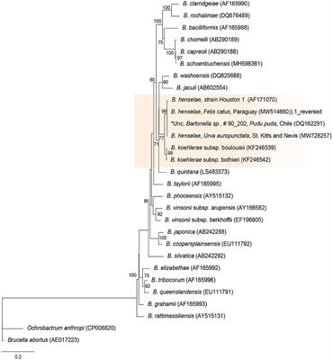 Molecular survey and phylogenetic analysis of Bartonella sp., Coxiella sp., and hemoplamas in pudu (Pudu puda) from Chile: first report of Bartonella henselae in a wild ungulate species